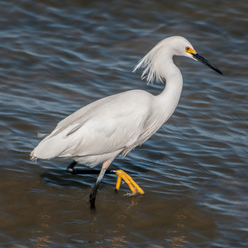 Egret