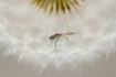 ~ Delicate Steps ...