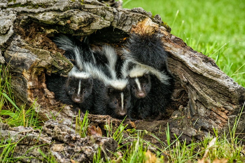 Three Little Skunks 