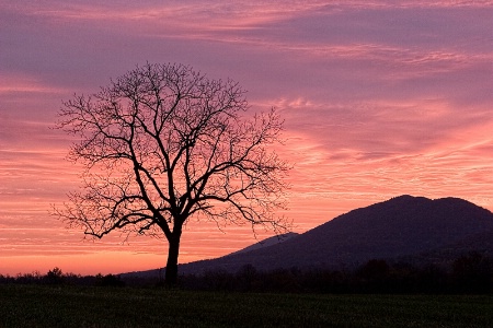 Sunrise At The Walnut Tree