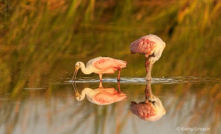 Roseate Spoonbills in Reflection