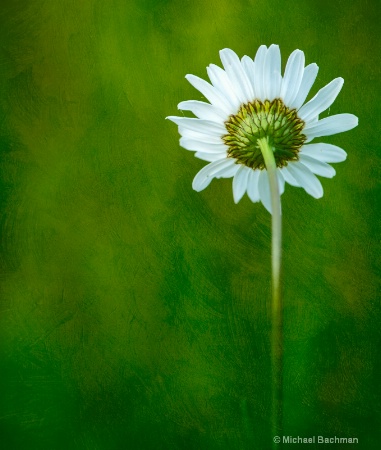 Daisy with texture