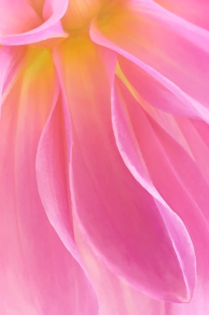 Pink Dahlia Petals