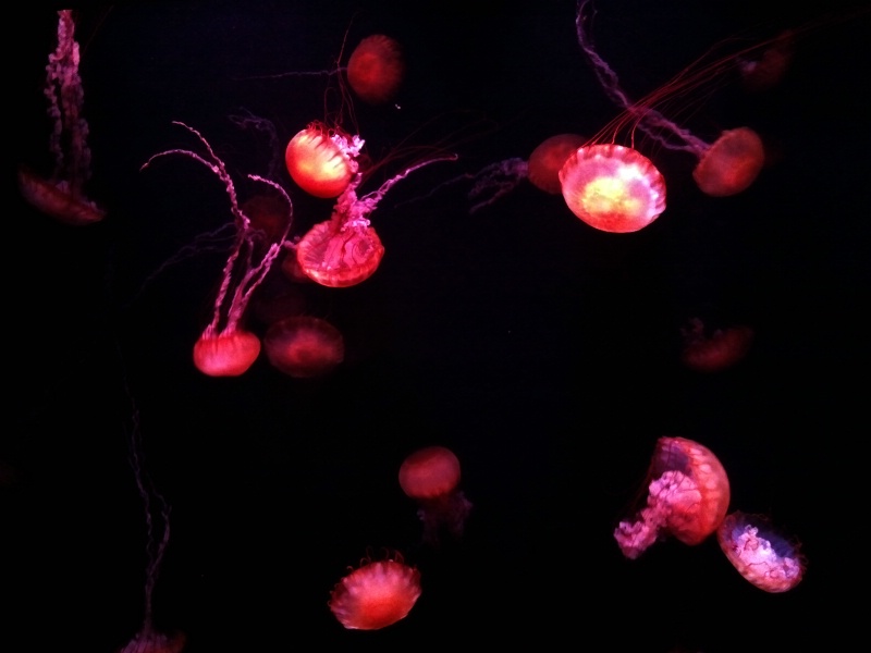 Red Jelly Fish 