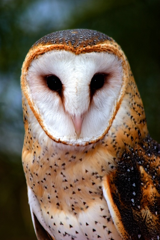 Barn Owl