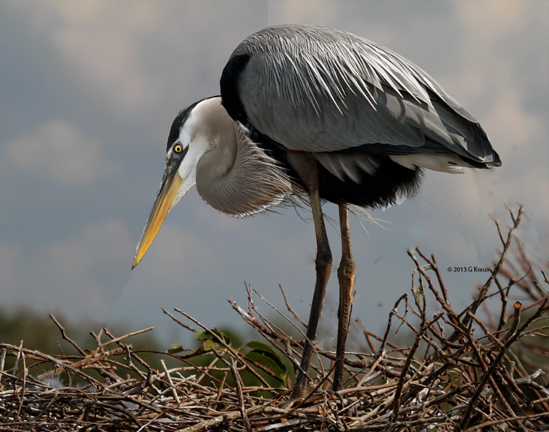 Giant Heron