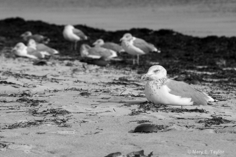 Seagulls on the Beach - ID: 14256215 © Mary E. Taylor