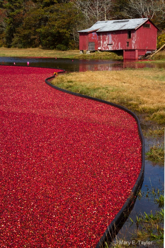 Cranberry Bog 3 - ID: 14256231 © Mary E. Taylor