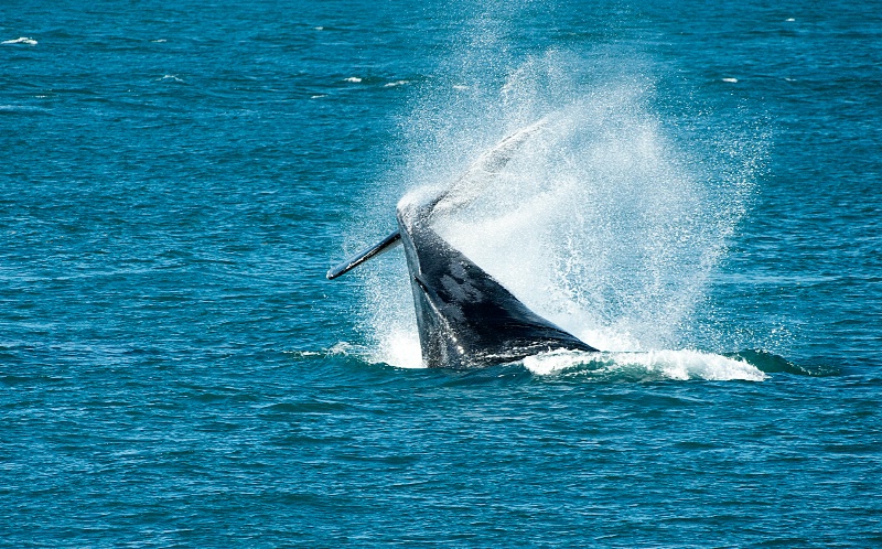 Humpback Whale Peduncle Maneuver - ID: 14256240 © William S. Briggs