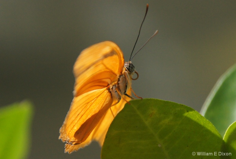 Close-Up of a Julia Butterfly