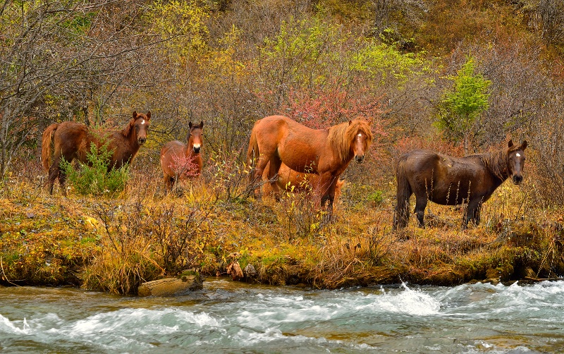 Autumn  horses