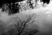 Reflections