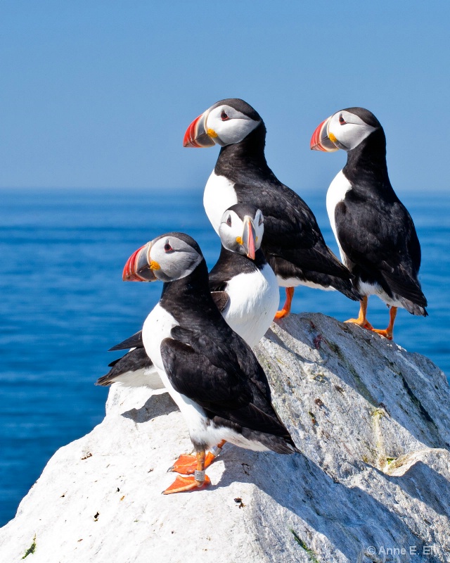 4 puffins - ID: 14257398 © Anne E. Ely