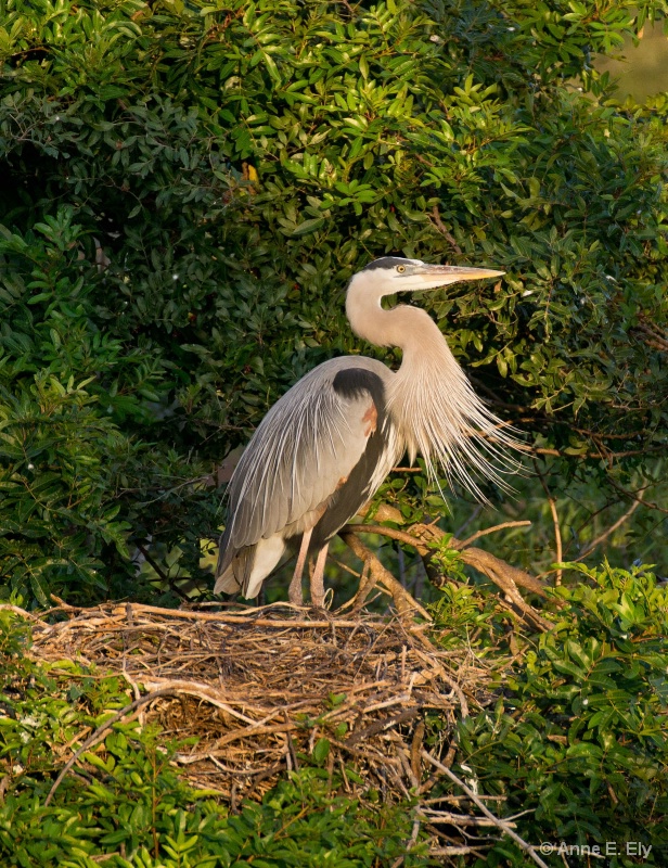 Great blue heron on nest - ID: 14257399 © Anne E. Ely