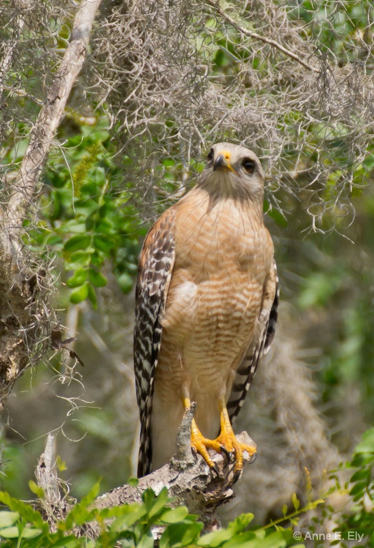 Red shouldered hawk - ID: 14257400 © Anne E. Ely