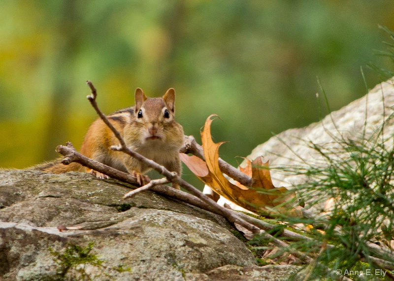 Chipmunk with fat cheeks - ID: 14257401 © Anne E. Ely