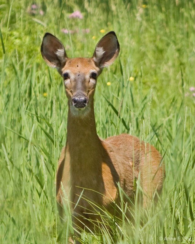 White tailed deer - ID: 14257402 © Anne E. Ely
