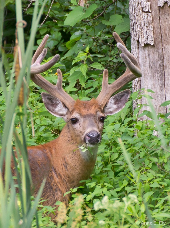 White tailed buck - ID: 14257403 © Anne E. Ely