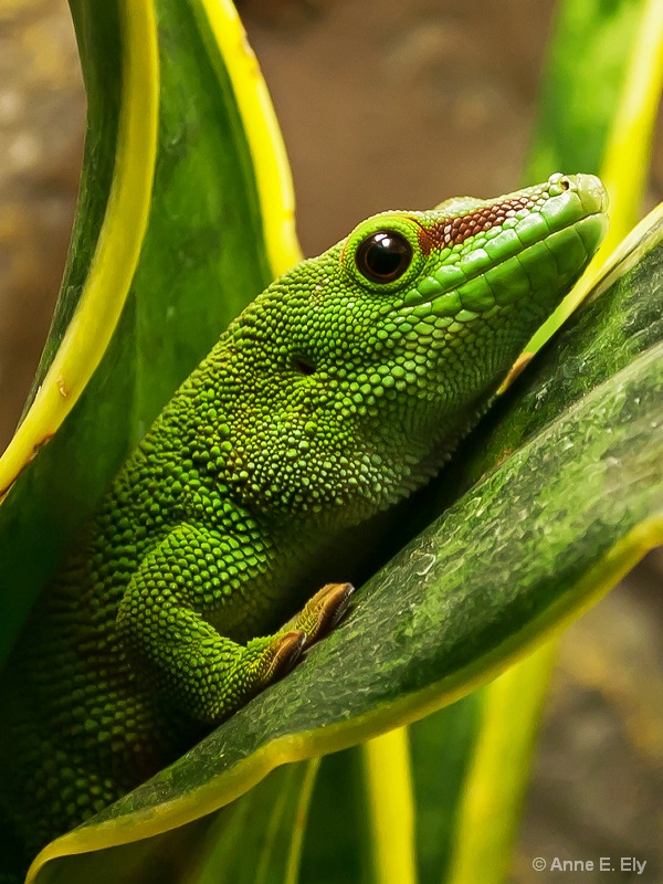 Giant day gecko - ID: 14257404 © Anne E. Ely