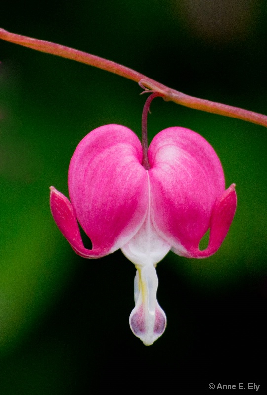 Bleeding heart blossom - ID: 14257406 © Anne E. Ely