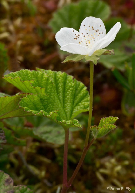 Baked apple blossom - ID: 14257409 © Anne E. Ely