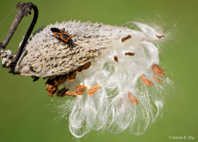 Milkweed bug on milkweed   - ID: 14257411 © Anne E. Ely