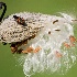 © Anne E. Ely PhotoID # 14257411: Milkweed bug on milkweed  