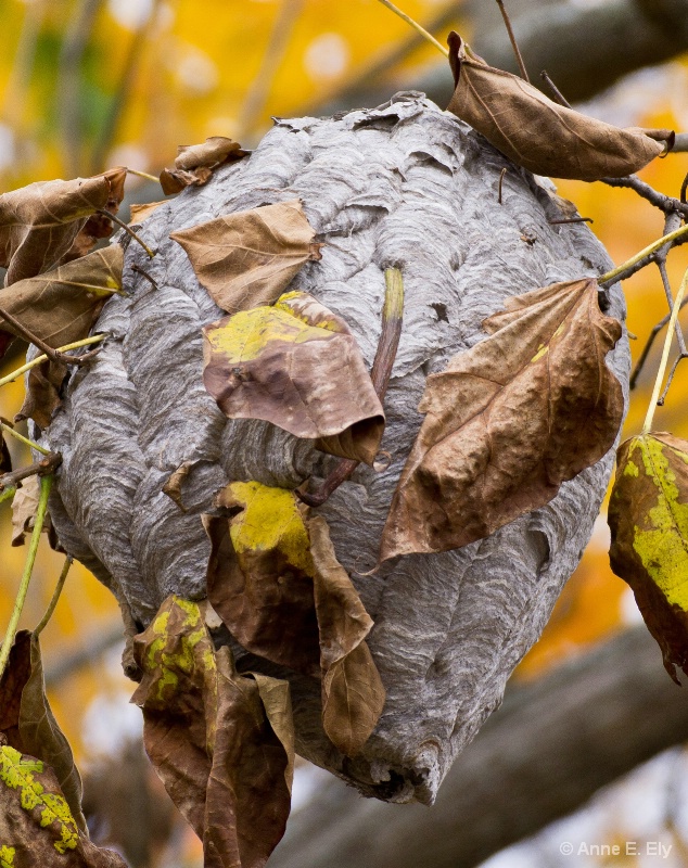 Hornets nest - ID: 14257412 © Anne E. Ely