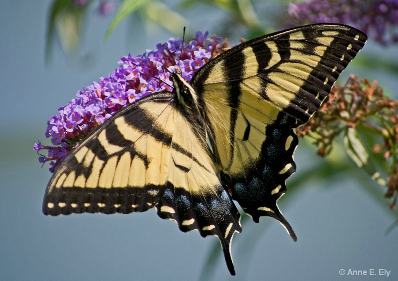  Female swallowtail butterfly - ID: 14257415 © Anne E. Ely