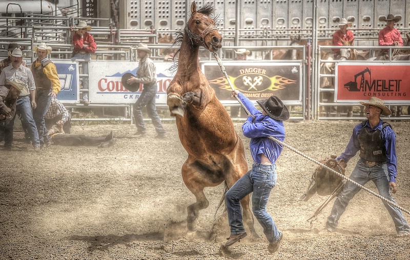 Wild Horse Race - ID: 14257501 © Sheila Faryna