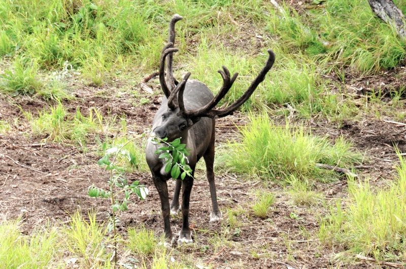 Alaskan Reindeer - ID: 14257607 © William S. Briggs