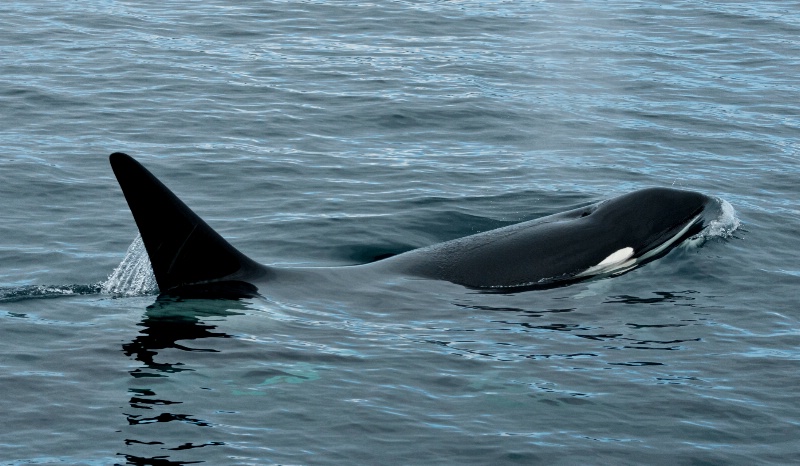 Alaskan Orca - ID: 14257800 © William S. Briggs