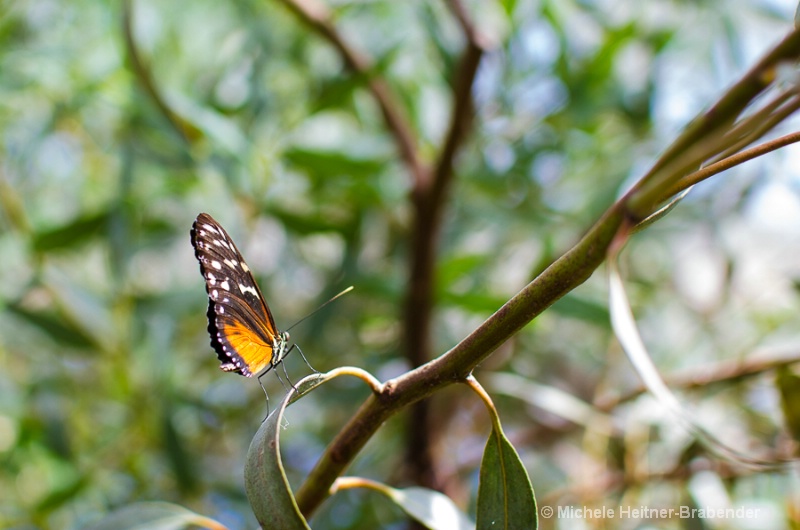 Beautiful Butterfly