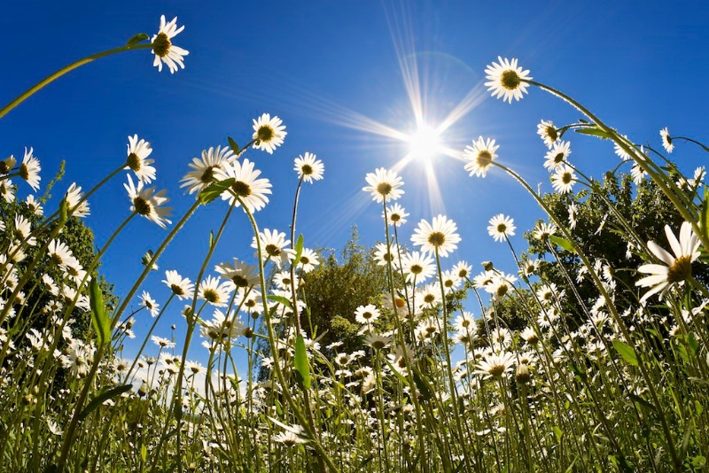 Daisies