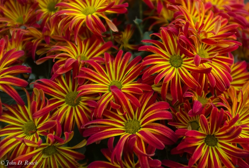 Fall Colored Mums