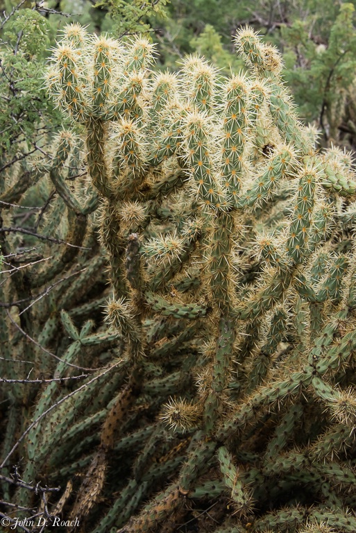 Study in Cactus #4 - ID: 14259718 © John D. Roach