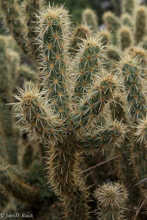 Study in Cactus #3 - ID: 14259719 © John D. Roach