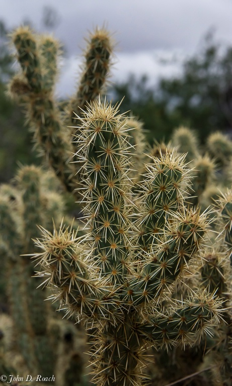 Study in Cactus #2 - ID: 14259721 © John D. Roach
