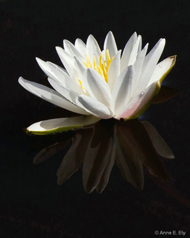 White water lily - ID: 14261306 © Anne E. Ely