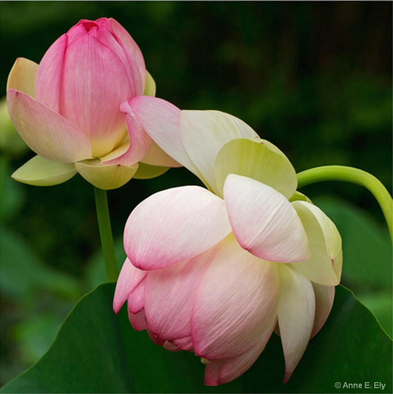 Lotus blossoms - ID: 14261328 © Anne E. Ely