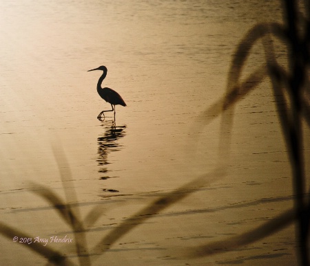 Bay Heron