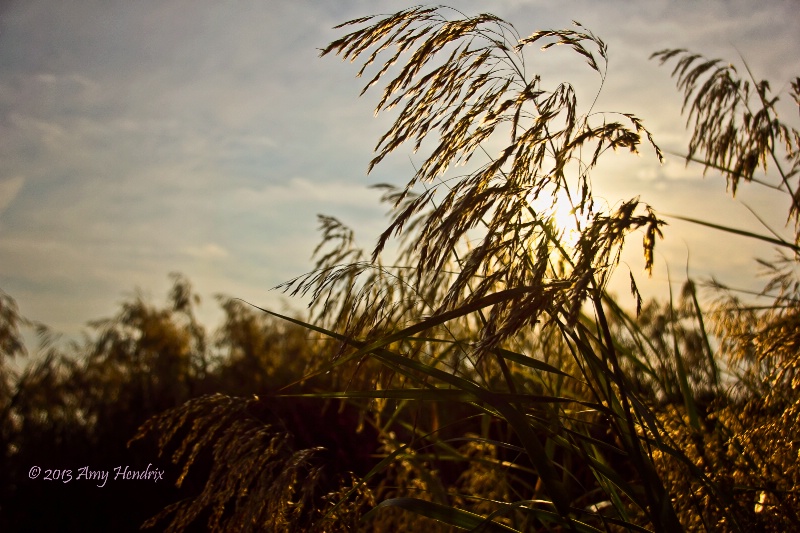 Sea Grass by the Sea Shore