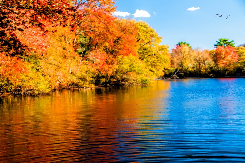 Autumn At Connetquot Park