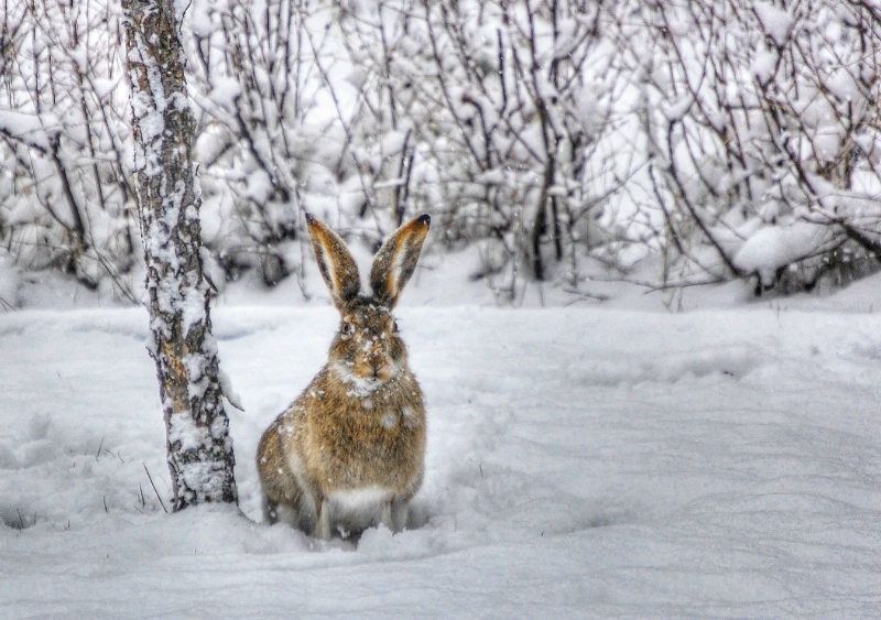 Snowy Rabbit - ID: 14261513 © Sheila Faryna