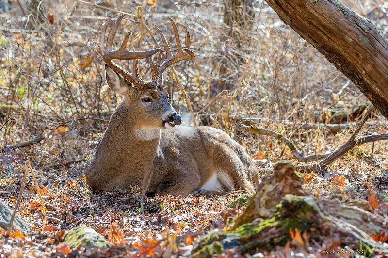 Bedded 12 point Whitetail