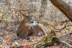 Bedded 12 point W...