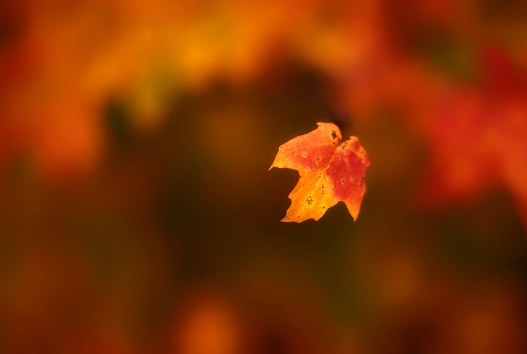 ~Fall is in the Air ~