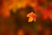 ~Fall is in the A...