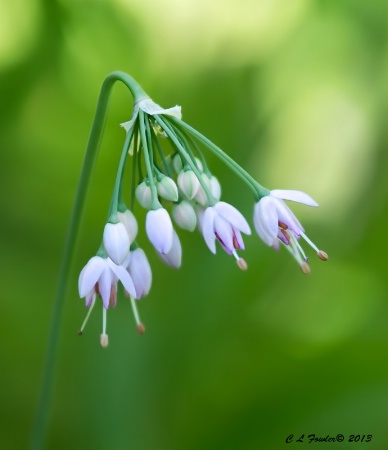 Nodding Onion