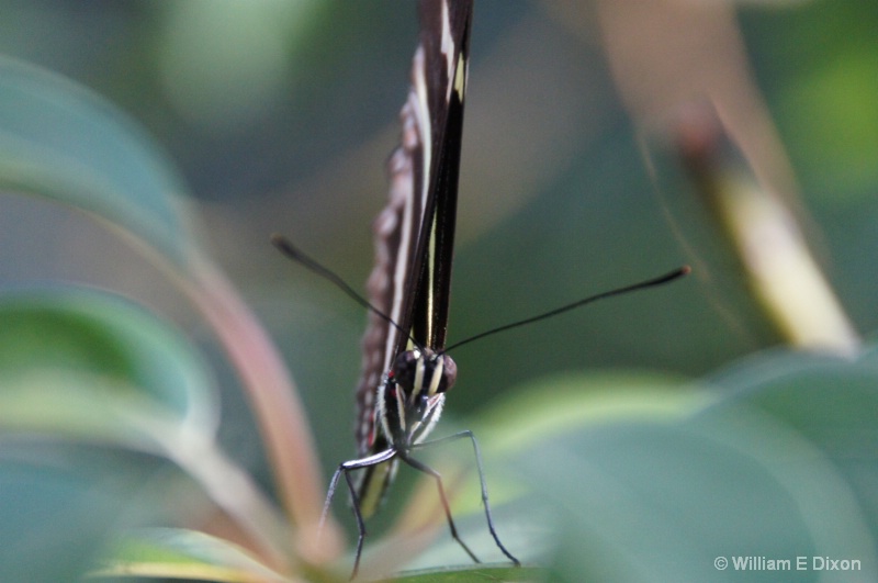 Face to face with a Zebra Longwing Butterfly 